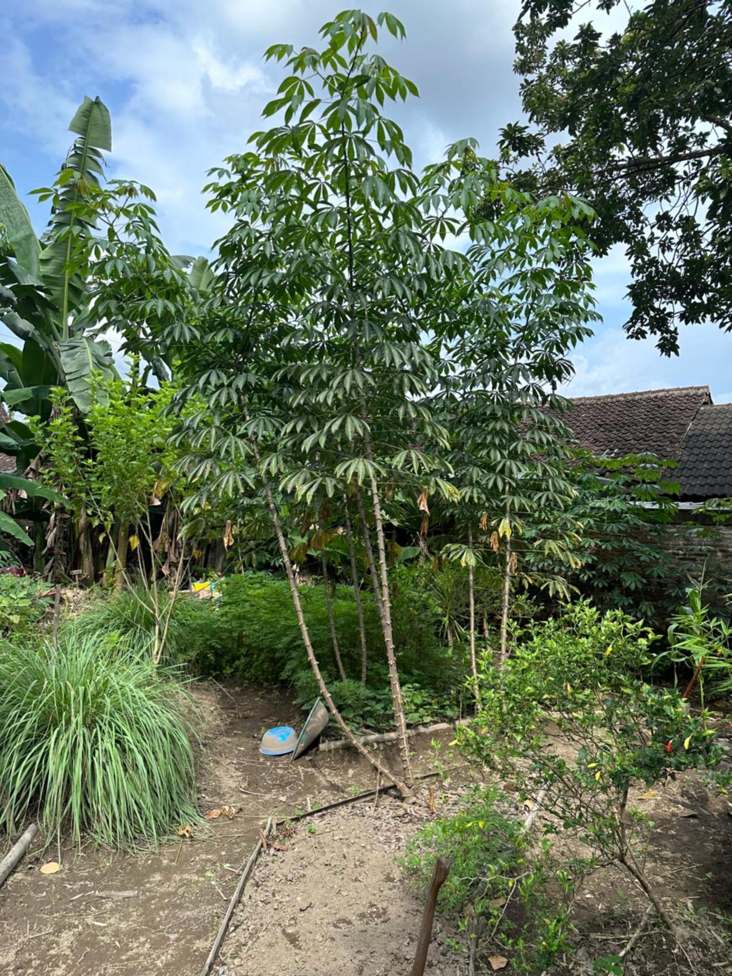 Ohmmstay - Rumah Pendopo Tanjungtirto Exterior photo